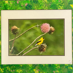 Lynda Richardson Title: Goldfinch on thistle #1