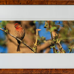 Lynda Richardson Title: House Finch in Breeding Plumage