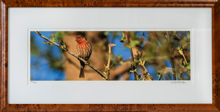 Lynda Richardson Title: House Finch in Breeding Plumage