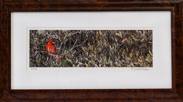 Lynda Richardson Title: Northern Cardinal in Myrtle