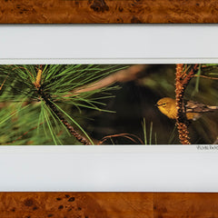 Lynda Richardson Title: Pine Warbler in Loblolly