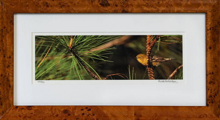 Lynda Richardson Title: Pine Warbler in Loblolly