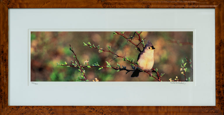 Lynda Richardson Title: Tufted Titmouse
