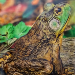 Martha Kroupa Title: Frog Yoga