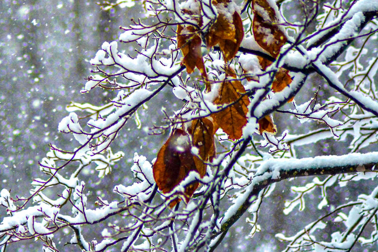 Maupin, Stan Title: Hanging On