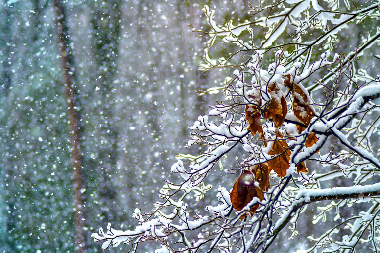 Maupin, Stan Title: Hanging On