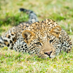 Maupin, Stan title: I See You!