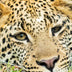 Maupin, Stan title: I See You!