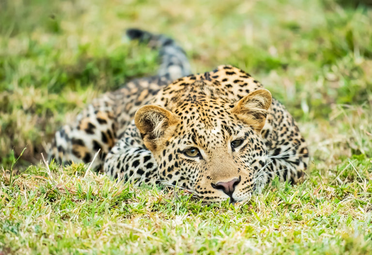 Maupin, Stan title: I See You!