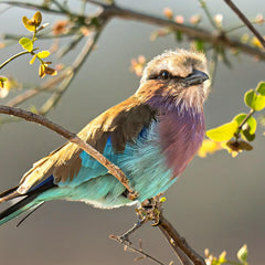 Maupin, Stan  title: Warm Jewel