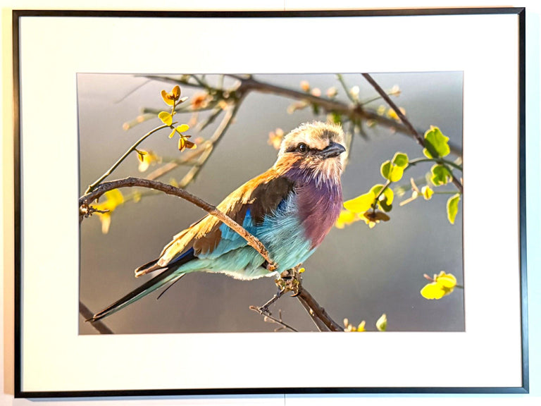 Maupin, Stan  title: Warm Jewel