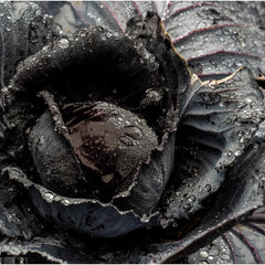 Munford, Patricia  title: Black Cabbage