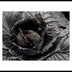 Munford, Patricia  title: Black Cabbage