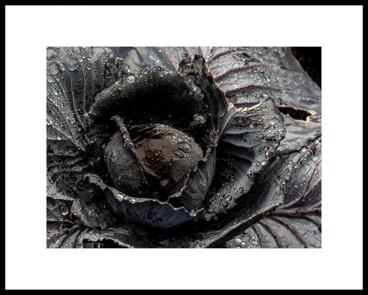 Munford, Patricia  title: Black Cabbage