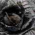 Munford, Patricia  title: Black Cabbage