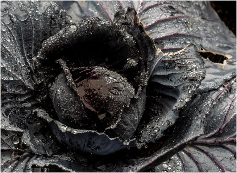Munford, Patricia  title: Black Cabbage