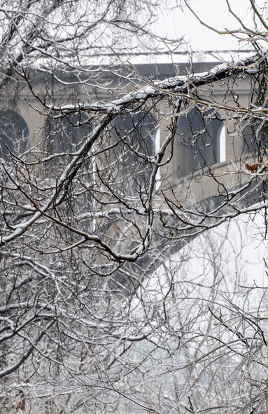 Munford, Patricia Title: Ice Forest