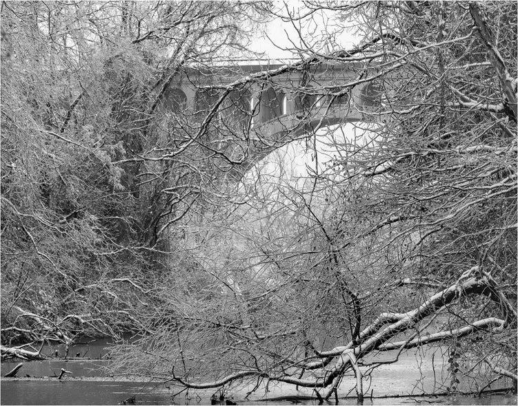 Munford, Patricia Title: Ice Forest