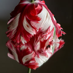 Munford, Patricia Title: Red Tulip