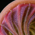 Munford, Patricia Title: Unraveling