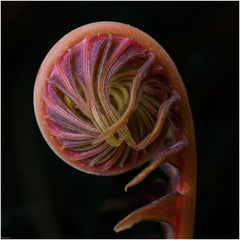 Munford, Patricia Title: Unraveling