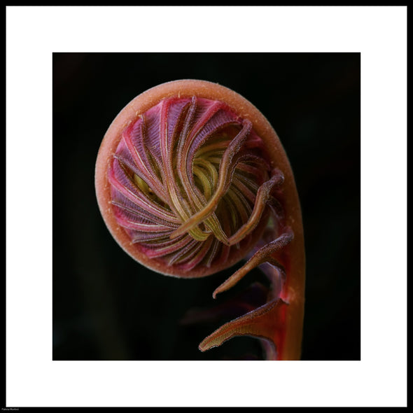 Munford, Patricia Title: Unraveling