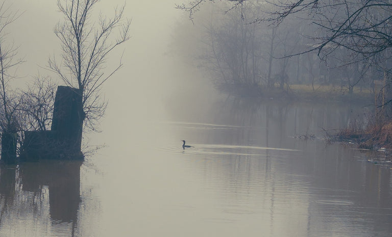 Munford, Patricia Title: Winter Fog, Kanawha Canal