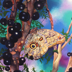 Nancy Jacey Title: Owl Butterfly
