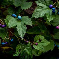 Pfeifer, Robert Title: Native Virginia Porcelain Berries