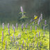 Poupore, Patricia  title: Feast for a Goldfinch