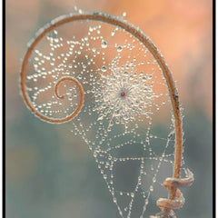 Santosh, Venkat Title: Golden Spiral