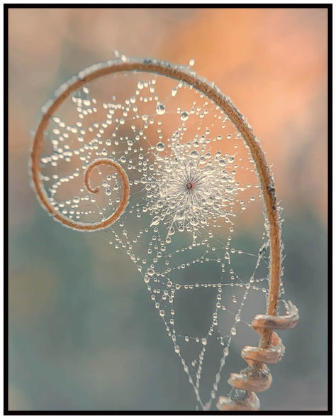 Santosh, Venkat Title: Golden Spiral