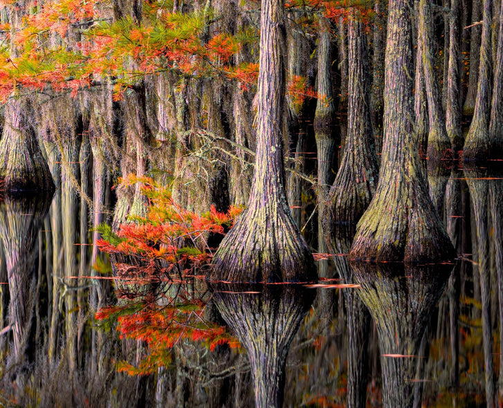 Santosh, Venkat Title: Rooted Reflections