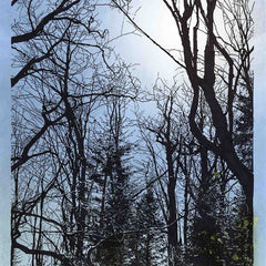 Seals, N Blake Title: Grayson Highlands III