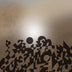 Seals, N Blake Title: Star Field