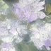 Seely, Suzanne Title: Flowers in Lavender