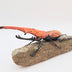 Shepard, Frank title: Rhino Beetle