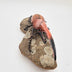 Shepard, Frank title: Rhino Beetle