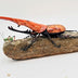 Shepard, Frank title: "Jake" and the Rhino Beetle