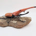 Shepard, Frank title: Rhino Beetle