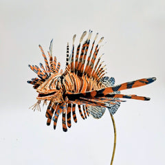 Shepard, Frank Title: Sparrow Lionfish
