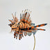 Shepard, Frank Title: Sparrow Lionfish