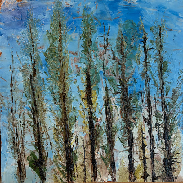 Spayd, Patrica title: Sunlight through Evergreens