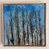 Spayd, Patrica title: Sunlight through Evergreens