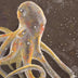 Stoumbos, Mike Title: Octopus Constellation