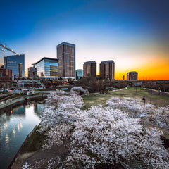 Tommy Nikitiuk Title: Blossom Sunrise