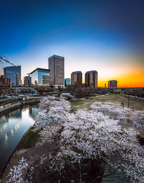 Tommy Nikitiuk Title: Blossom Sunrise