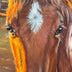 Taranenko,Taisiya Title: Lighted Colt