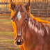 Taranenko,Taisiya Title: Lighted Colt
