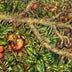 Teaford, Ginger  title: Thorned Abundance